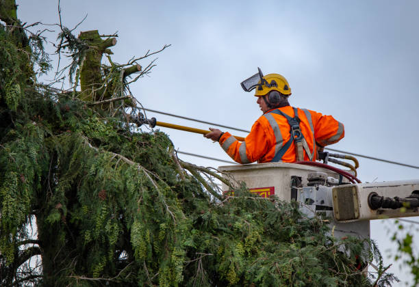 Reliable Clearlake Riviera, CA Tree Removal Services Solutions