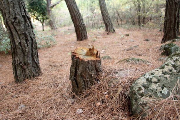 How Our Tree Care Process Works  in  Clearlake Riviera, CA