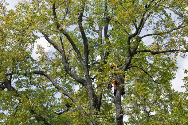 Leaf Removal in Clearlake Riviera, CA